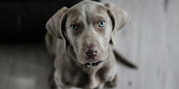 O que significa quando seu cachorro balança a cabeça, segundo veterinários