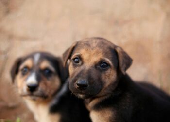 Atenção, brasileiros: nova lei sobre cachorros passa a valer em todo o Brasil a partir de agora