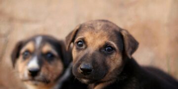 Atenção, brasileiros: nova lei sobre cachorros passa a valer em todo o Brasil a partir de agora