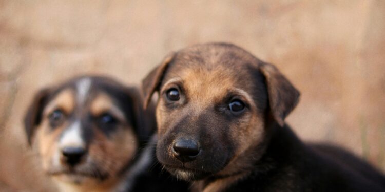 Atenção, brasileiros: nova lei sobre cachorros passa a valer em todo o Brasil a partir de agora