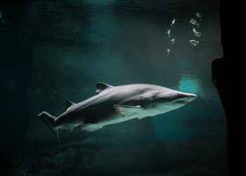 Após décadas de estudos, cientistas descobrem o mês em que tubarões mais atacam humanos