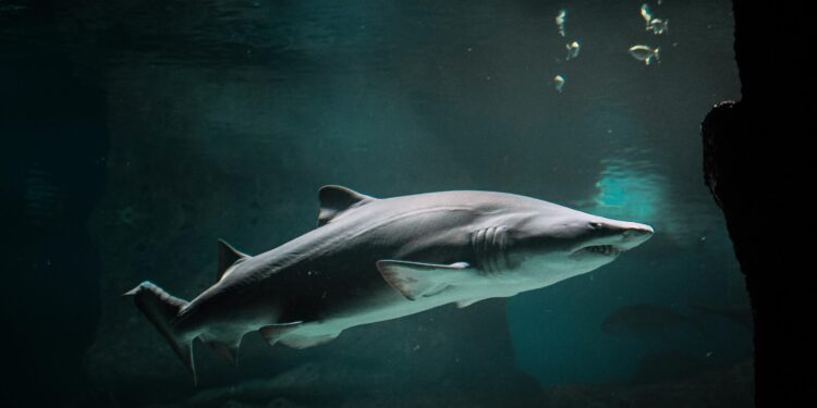Após décadas de estudos, cientistas descobrem o mês em que tubarões mais atacam humanos