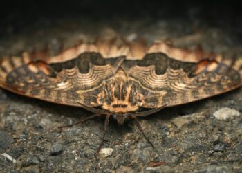 Traças na sua casa? Especialista revela o que significa e o que fazer