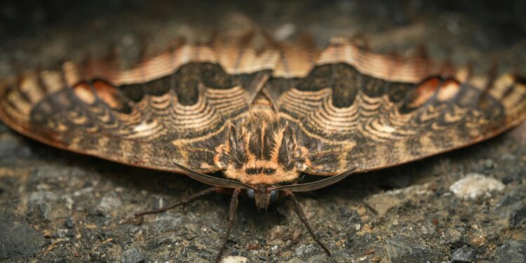 Traças na sua casa? Especialista revela o que significa e o que fazer