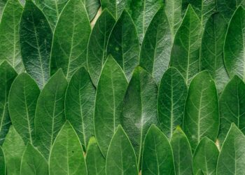 Foto: Erol Ahmed/Unsplash