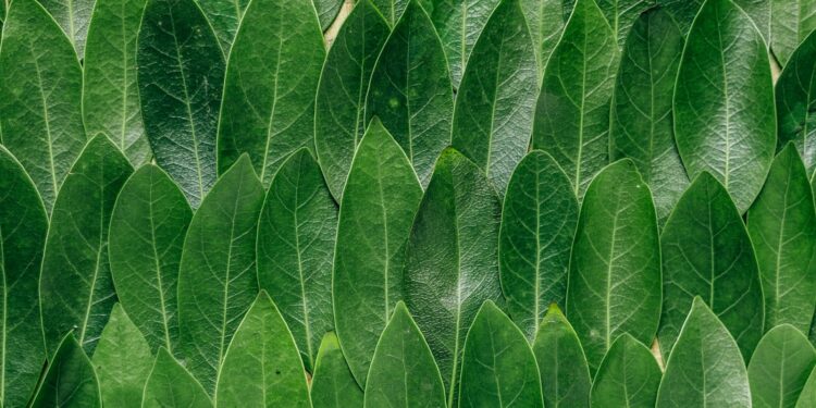 Foto: Erol Ahmed/Unsplash