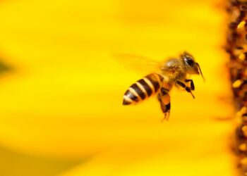 Foto: Boris Smokrovic/Unsplash