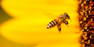Foto: Boris Smokrovic/Unsplash