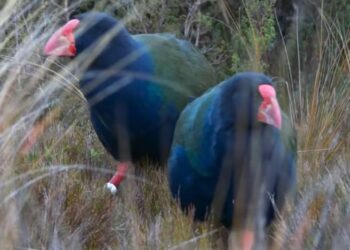 Após mais de 100 anos desaparecido, animal considerado extinto volta a ser visto por humanos