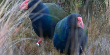 Após mais de 100 anos desaparecido, animal considerado extinto volta a ser visto por humanos