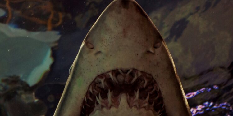 Foto: Leigh Miles/Unsplash