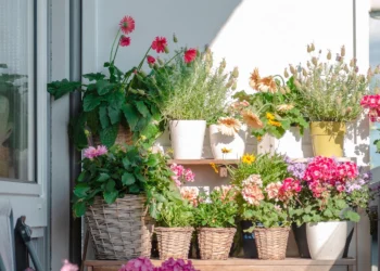 Adeus aos mosquitos: a planta que os espanta e encherá de borboletas a sua varanda