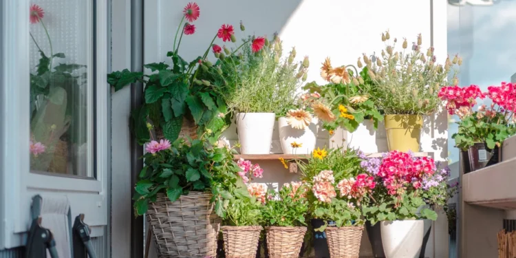 Adeus aos mosquitos: a planta que os espanta e encherá de borboletas a sua varanda