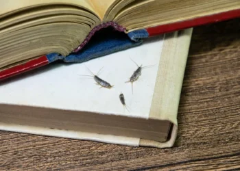 O que você deve fazer se sua casa está com traças por toda a parte?