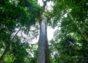 Com 40 metros de altura e 500 anos de idade, "gigante" está vivendo em uma floresta do Brasil