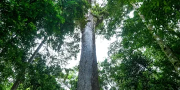 Com 40 metros de altura e 500 anos de idade, "gigante" está vivendo em uma floresta do Brasil