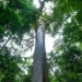 Com 40 metros de altura e 500 anos de idade, "gigante" está vivendo em uma floresta do Brasil
