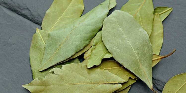 Por que colocar uma folha de louro na geladeira pode ajudar mais do que você imagina