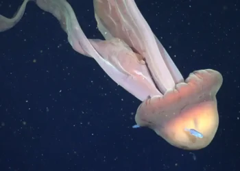 A 250 metros no oceano, “fantasma gigante” aparece em registro raríssimo