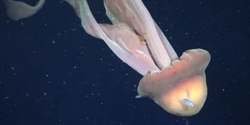 A 250 metros no oceano, “fantasma gigante” aparece em registro raríssimo
