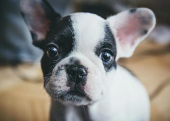 O que significa quando um cachorro aparece nos seus sonhos