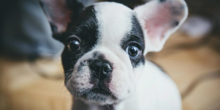 O que significa quando um cachorro aparece nos seus sonhos