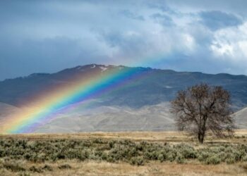 A “árvore arco-íris” existe de verdade e sua aparência desafia a natureza
