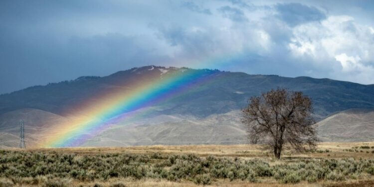A “árvore arco-íris” existe de verdade e sua aparência desafia a natureza