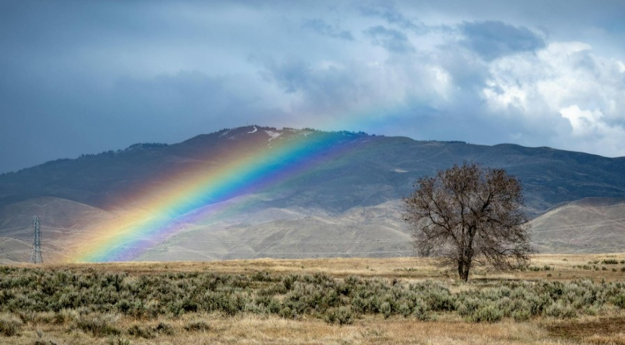 A “árvore arco-íris” existe de verdade e sua aparência desafia a natureza