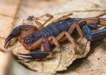 Animal venenoso tem apenas 7 cm e pode viver na sua casa se você não fizer isso