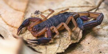 Animal venenoso tem apenas 7 cm e pode viver na sua casa se você não fizer isso