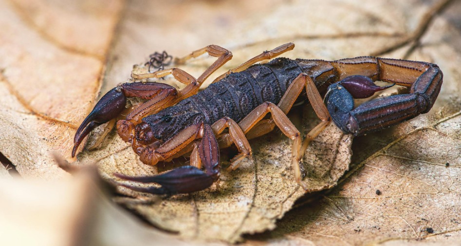 Animal venenoso tem apenas 7 cm e pode viver na sua casa se você não fizer isso
