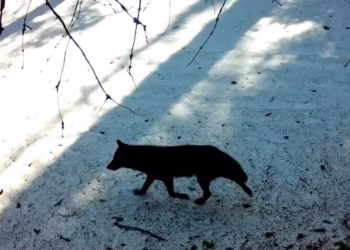 Após quase 100 anos, animal carnívoro reaparece e acende alerta sobre possíveis ataques