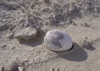 Encontraram ovos de dinossauro de 72 milhões de anos em perfeito estado e pertencem a este país