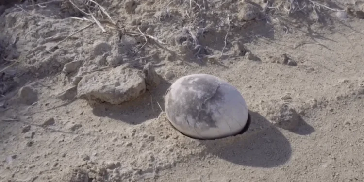 Encontraram ovos de dinossauro de 72 milhões de anos em perfeito estado e pertencem a este país