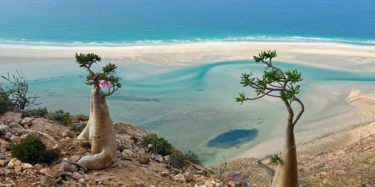 Esta é a ilha mais rara do mundo: possui Sangue de Dragão e milhares de espécies únicas