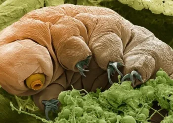 Cientistas encontram animal que sobreviveria ao fim do mundo e ele não é humano e nem mamífero