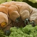 Cientistas encontram animal que sobreviveria ao fim do mundo e ele não é humano e nem mamífero