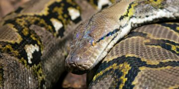 Foto: Erdal Erdal/Pexels