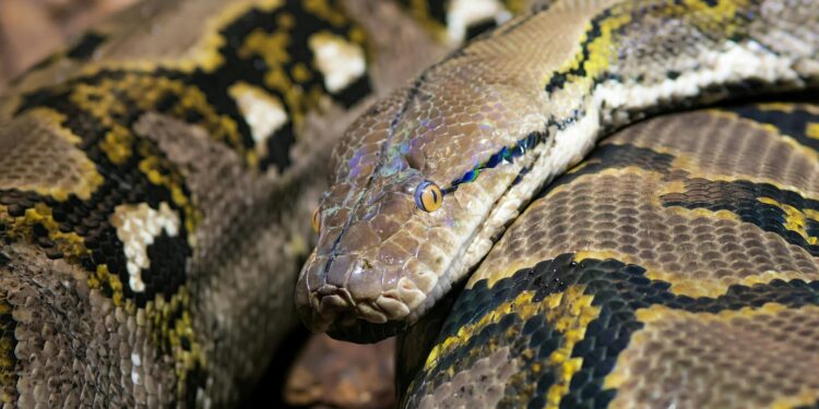 Foto: Erdal Erdal/Pexels