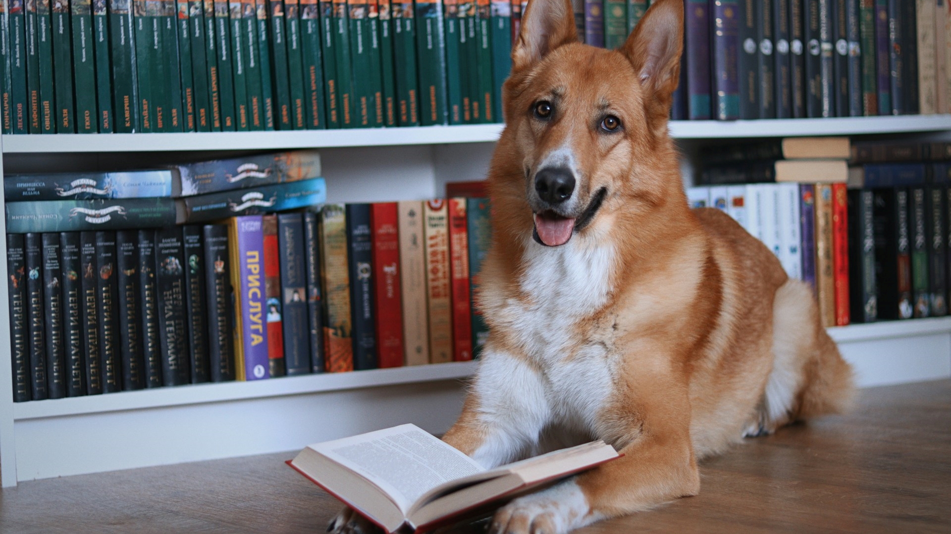 Estudar com seu animal de estimação: quais são os benefícios, segundo um estudo científico
