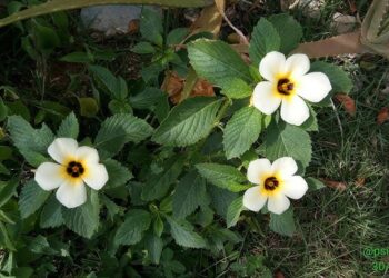 Planta encontrada no Brasil promete ajudar no controle do açúcar no sangue e combater a gripe