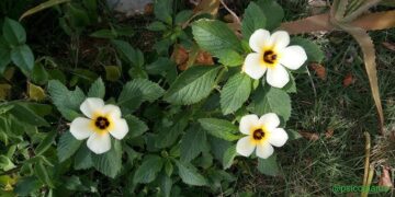 Planta encontrada no Brasil promete ajudar no controle do açúcar no sangue e combater a gripe