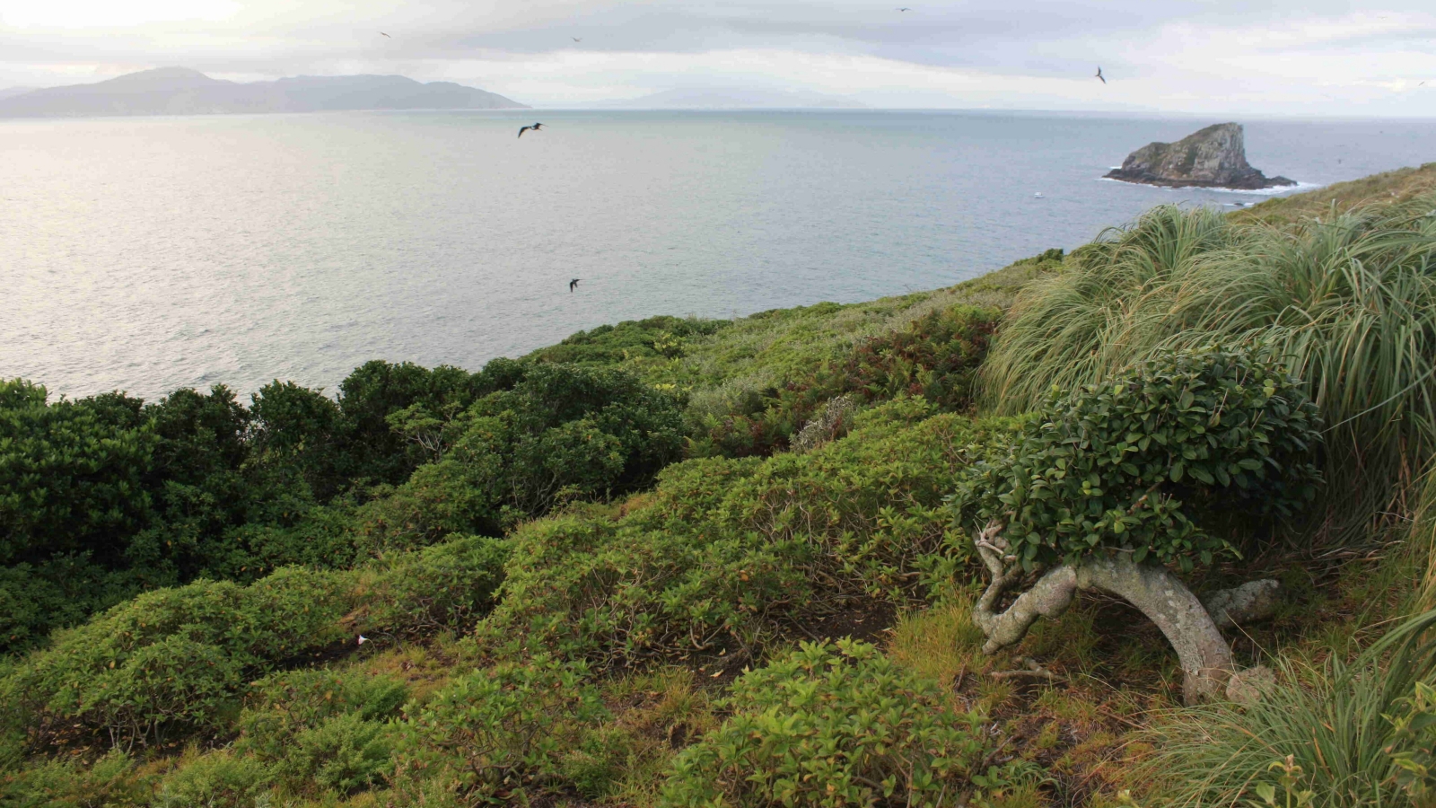 Mamífero mais raro do mundo corre risco de extinção e está “escondido” aqui no Brasil