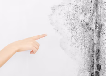 Como remover o mofo do chuveiro (e evitar que ele volte)