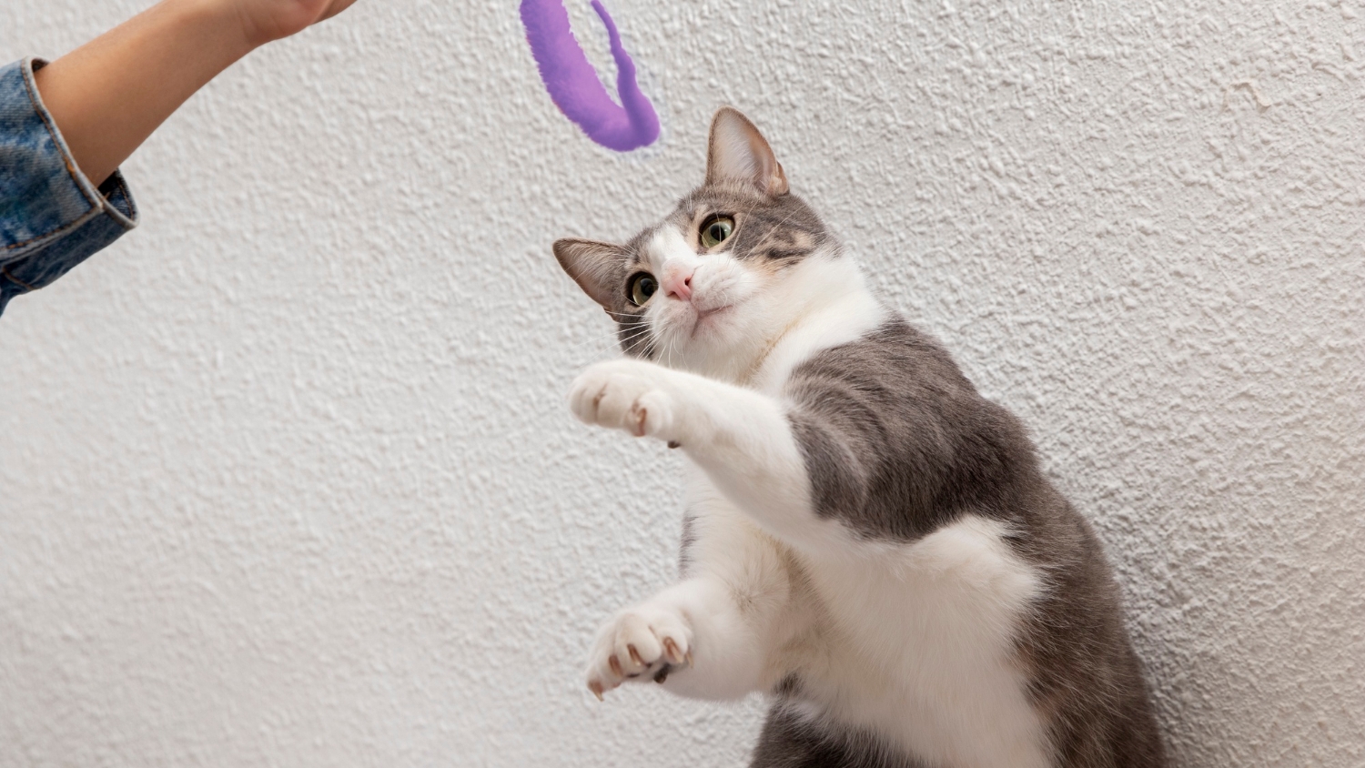 Muito mais do que um arranhão: o fungo que os gatos estão transmitindo aos humanos