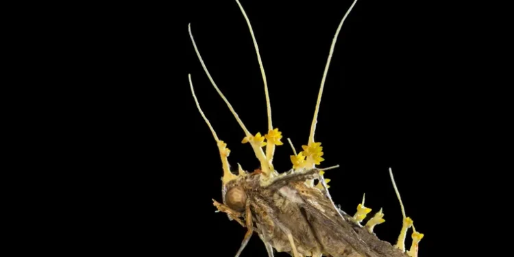 Um verdadeiro "zumbi" foi encontrado no Brasil e ele está no Rio de Janeiro