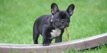 O que o seu cão sente quando sai para passear, segundo especialistas em comportamento canino