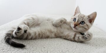 Profissão paga R$ 209 por hora para quem cuidar de gatos neste país