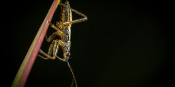 Se você ouve grilos na sua casa ou no jardim durante a noite, explicamos o que isso significa e por que é algo positivo